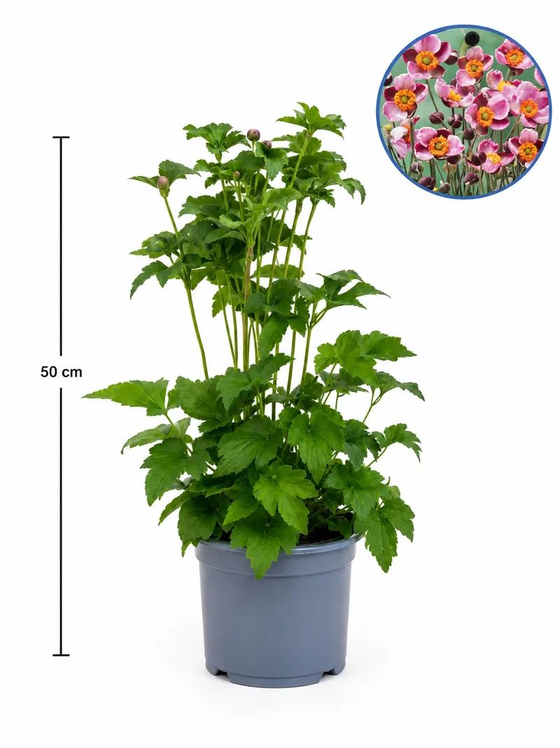 ANEMONE Hyb. Splendens